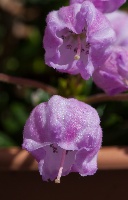 x Phylliopsis hillieri 'Sugar Plum'